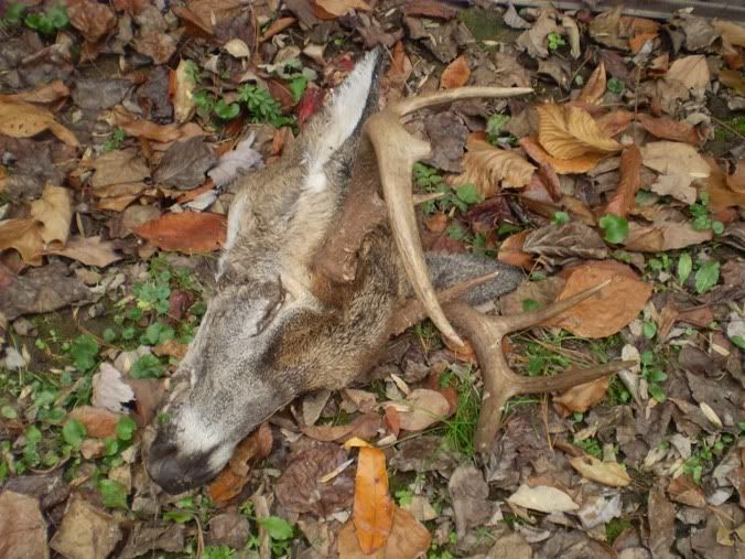 Any Harrison/Marion county WV hunters here? Forums